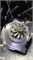 Картридж турбины NGT1241MKSZ RENAULT DUSTER HR13DDT Новая 00000003567