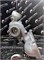 Турбина восстановленная BM70B VOLKSWAGEN TIGUAN DBGC Новая 00000002849 - фото 17113